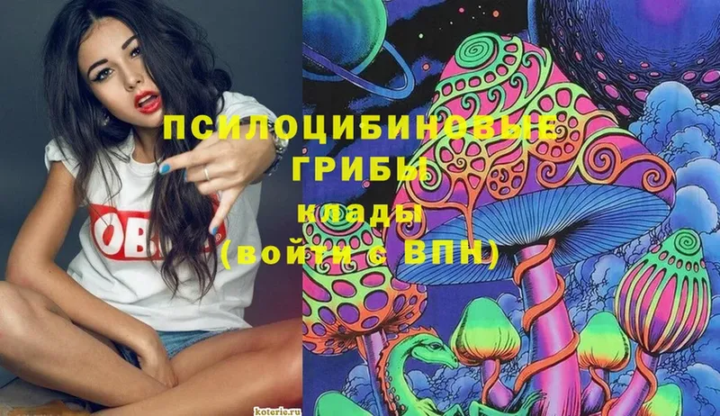 где купить   Шумерля  Галлюциногенные грибы Psilocybe 